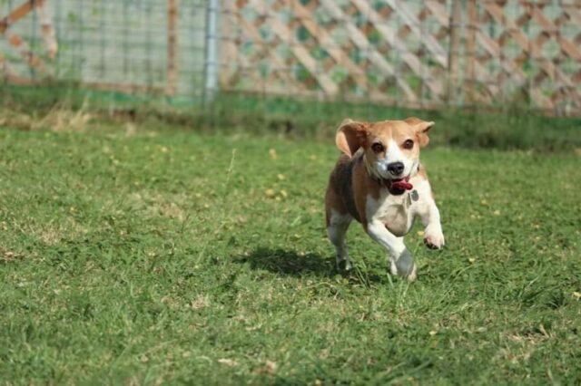 元気に走り回る犬