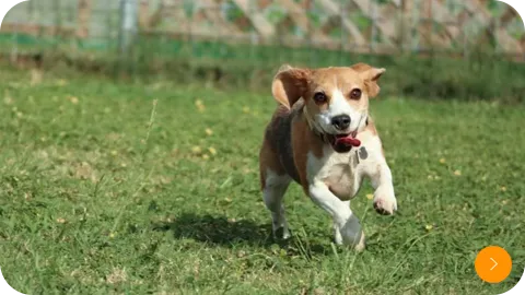ドッグランで駆け回る子犬