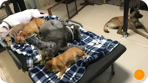 ペットホテル