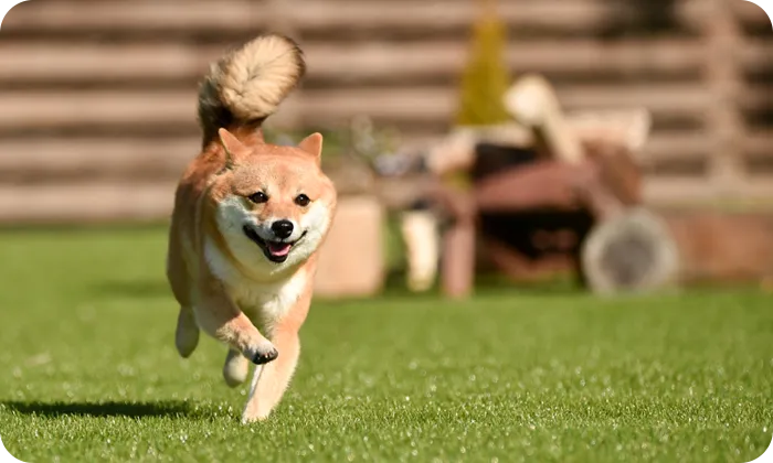 ドッグランで駆け回る犬